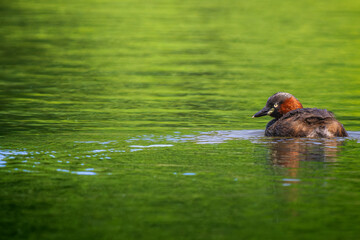池を泳ぐカイツブリ