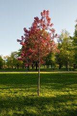 Naklejka premium red tree stands in a grassy field in park. Blossom red apple tree flowers in in springtime