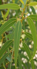 Obraz premium Eucalyptus foliage reveals delicate venation in soft daylight outdoor, fresh leaves