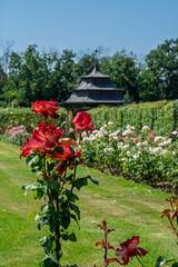 Obraz premium rose garden of Esterhazy castle in Ferton town, in countryside western Hungary, Europe.