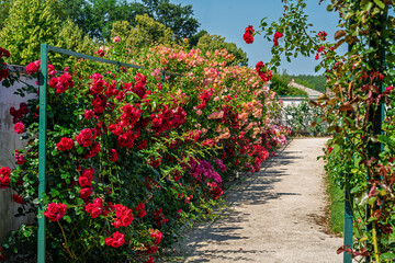 rose garden of Esterhazy castle in Ferton town, in countryside western Hungary, Europe.