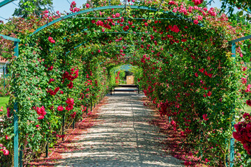 rose garden of Esterhazy castle in Ferton town, in countryside western Hungary, Europe.