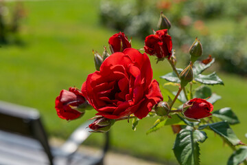 rose garden of Esterhazy castle in Ferton town, in countryside western Hungary, Europe.