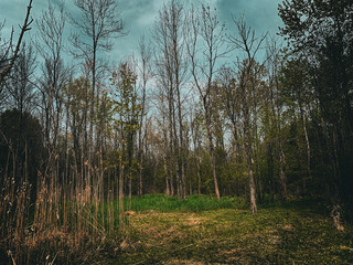 Obraz premium morning in the forest