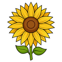 sunflower on white background