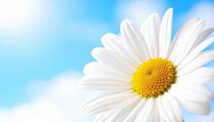 Obraz premium Close-up of White Daisy Against Blue Sky