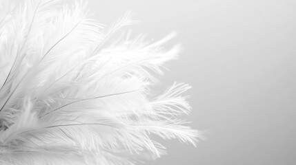 Obraz premium Close-up of white ostrich feathers against a light gray background.