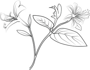 Vector floral background with Honeysuckle flowers, detailed flower coloring pages printable, cosmos flower line art, creative flower drawings, Honeysuckle flower doodle tattoo for arm