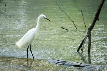 A graceful white egret wades through peaceful, shallow waters, in a wildlife and natural environment