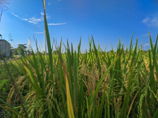 green grass and blue sky