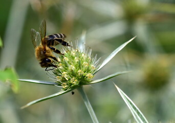 Biene auf einer Feld-Mannstreu-Blüte