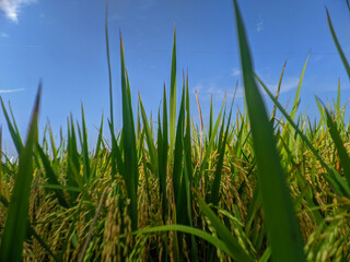 green grass and blue sky