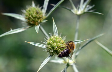 Biene auf einer Feld-Mannstreu-Blüte
