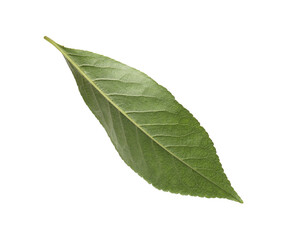 Obraz premium One orange leaf isolated on white. Citrus plant