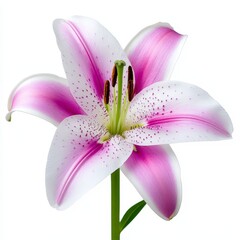 Naklejka premium Pink and White Lily Flower Close Up Photography