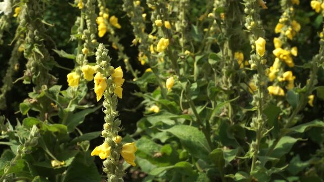 Orange Mullein (Verbascum phlomoides) Blooming in Sunlight