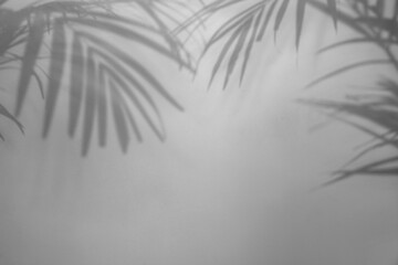 Shadows of tropical palm branches on white background. Black and white toning