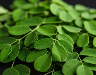 Close-up of a cluster of fresh moringa leaves arranged naturally on a smooth black background