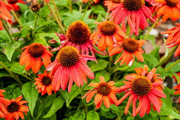 Blühender Sonnenhut