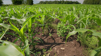 Lush cornfield in early growth, highlighting agricultural practices and biodiversity wonders