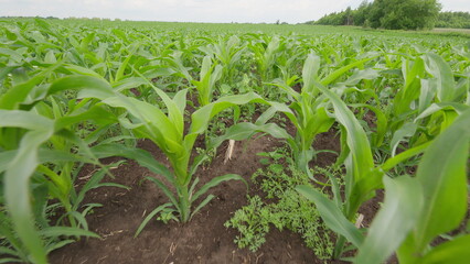 A Lush Cornfield Thriving and Growing in Abundance Under the Warm Summer Sunlight