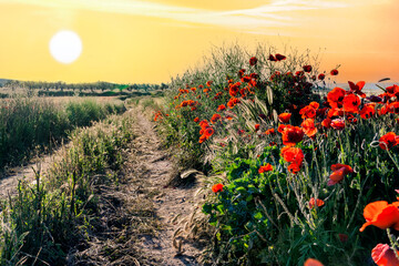 Amapolas en el camino © ABUELO RAMIRO