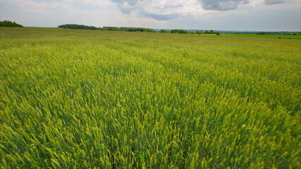 A Beautiful and Scenic Green Field Surrounded by a Clear Sky with a Few Fluffy Clouds