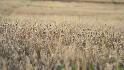 The Golden Wheat Field bathed in the warm Early Summer Sunshine radiates tranquility and beauty
