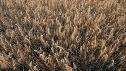 A stunning Golden Grass Field illuminated by Soft Light offers a picturesque rural scene