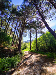 Camino entre los pinos