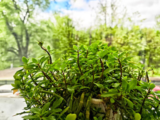 Lush green plant thriving in a sunny indoor environment with blurred outdoor greenery in the background
