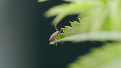 A closeup image of a tick resting on a green leaf of vegetation, showcasing natures detail
