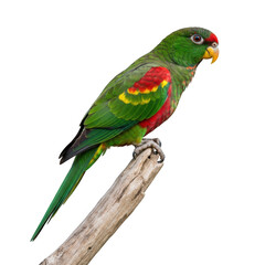 Obraz premium Colorful parrot perched on a branch, isolated on transparent background