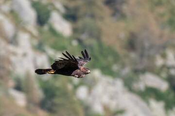 Wild golden eagle (Aquila chrysaetos) soaring on autumnal mountain background.
