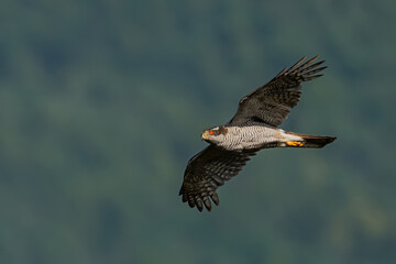 Northern Goshawk, captured in flight in the golden light of sunset, showing off its beautiful barred plumage and orange eyes. Accipiter gentilis. Captured in the wild in the Italian Alps.