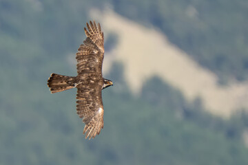 A Northern Goshawk veers in the warm light of the setting sun, illuminating its orange eyes. A wild animal captured in the Italian Alps. (Accipiter gentilis)