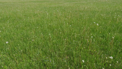 A beautiful and lush green meadow filled with vibrant dandelions and colorful wildflowers