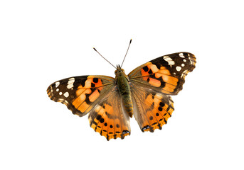 Fototapeta premium Butterfly flying isolated on white or transparent background. PNG
