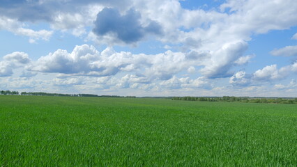 Vibrant Green Fields Stretching Under a Bright Blue Sky Adorned with Fluffy White Clouds