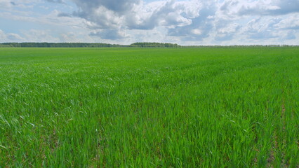 Incredibly Vibrant Green Fields Stretching Wide Beneath a Beautifully Cloudy Sky Above Us
