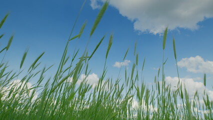 A Lush expanse of Green Grass Beneath an Enchanting Bright Blue Sky full of Dreams