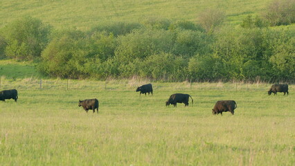Scenic Cattle Grazing in a Lush Green Meadow Surrounded by Beautiful Hills and Nature