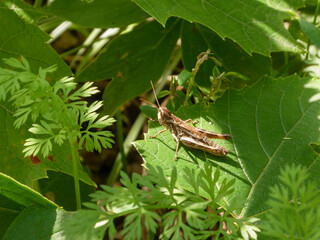 A close-up shot of a small brown grasshopper resting on a green leaf in a sunlit forest.