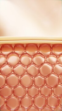 3D animation showing skin layers and hydration boost. Perfect for cosmetic explainer, skincare science, and anti-aging product visuals.