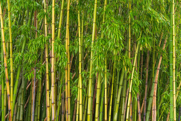 Fototapeta premium Lush green bamboo leaves and stalks on soft natural background. Tropical foliage perfect for eco friendly, spa, or wellness themed designs, backgrounds.