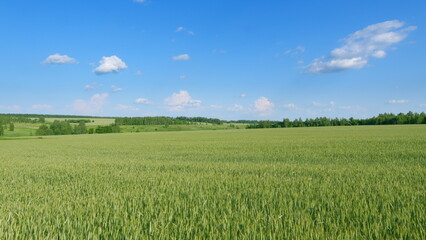Obraz premium Expansive Green Fields Stretching Under a Beautiful Clear Blue Sky Above, Full of Life