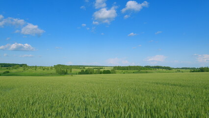 Expansive Vast Green Fields Stretching Under a Bright and Radiant Blue Sky Above