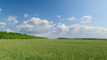 Obraz premium Vast Expansive Green Field Spreading Out Under Clear Blue Sky with Fluffy White Clouds