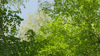 A Lush Green Canopy Stretched Out and Spread Across the Bright and Clear Blue Sky Above