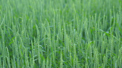 Obraz premium A vibrant and lush green wheat field adorned with sparkling dew drops in the morning light